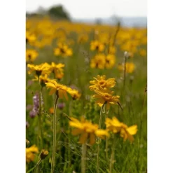 Discount Weleda Arnica Sport Massageolie