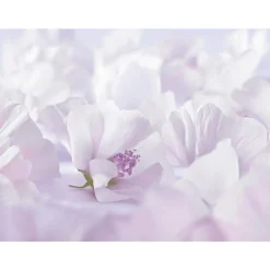 New Weleda Baby Witte Malva Sensitive Gezichtscrème