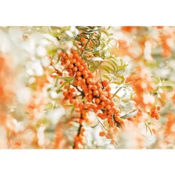 New Weleda Duindoorn Handcrème 50 ML