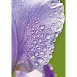 Discount Weleda Iris Hydraterende Gezichtscrème Light 30 ML