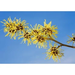 Best Weleda Milde Reinigingsmousse 150 ML