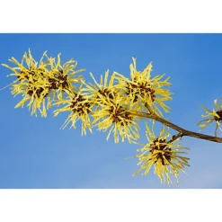 New Weleda Verfrissende Reinigingsgel 150 ML